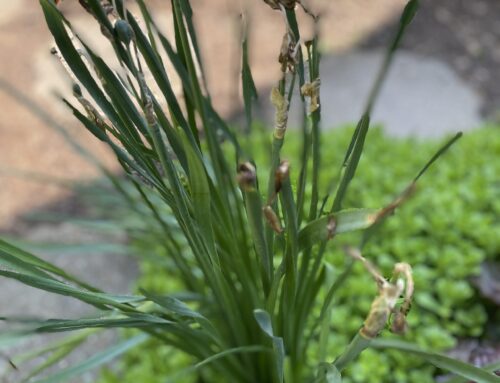 Tales From the Garden: The One About the Daffodils | 5.26.23
